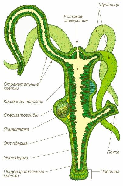 Ссылка кракен зеркало тор