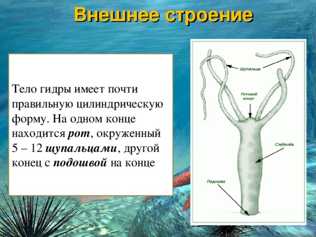 Ссылка официальный сайт кракен